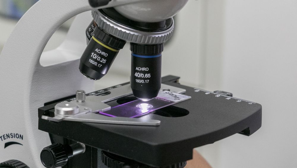 Una muestra examinada a través de microscopio
