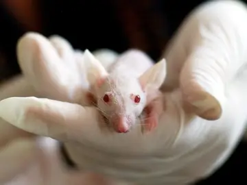 Ratón de laboratorio Ratón de laboratorio