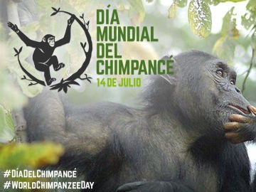 Día Mundial del Chimpancé