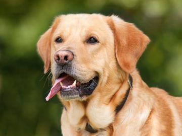 Perro labrador