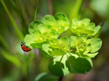 Mariquita sobre una planta