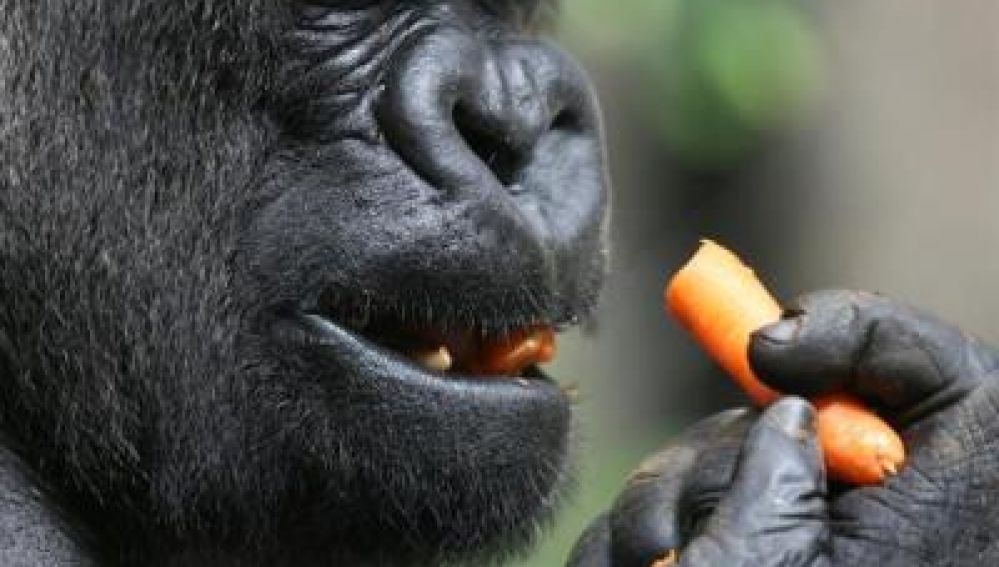 Imagen de archivo de un gorila
