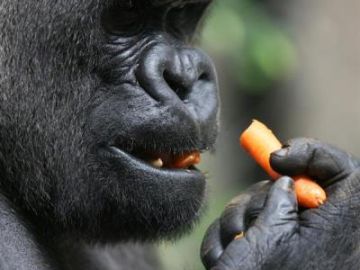 Imagen de archivo de un gorila