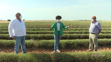 Así se cultiva la lavanda