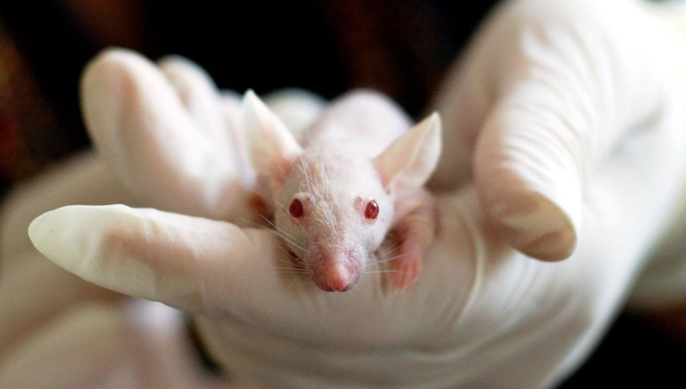 Logran reprogramar el sistema CRISPR en ratones para eliminar celulas tumorales sin afectar a las sanas