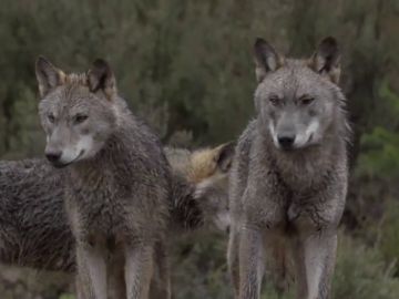La reacción de Jalis de la Serna al ver en Natural a una manada de lobos de cerca: "¡Qué pasada! ¡Son impresionantes!"