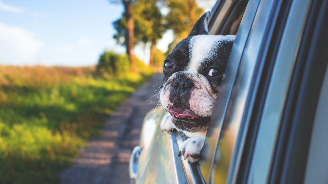 Siete sistemas de retención, de menos a más seguros, para llevar a tu  mascota en el coche