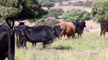 ¿Contaminan todas las vacas igual? ¿Contaminan todas las vacas igual?