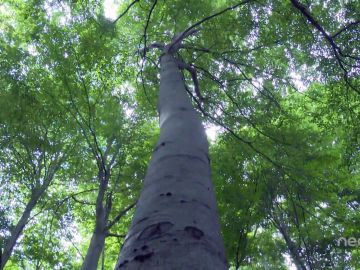 “Life Soria Forest Adapt”, un proyecto para mejorar la calidad y la producción de los bosques