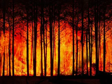 Incendio forestal Incendio forestal