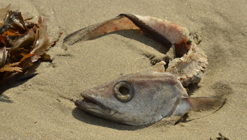 Aparición de peces muertos en el Mar Menor