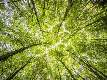 Medio ambiente limpio