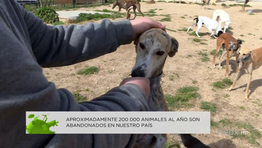 Animal Rescue España defiende que los perros de caza también son animales sintientes