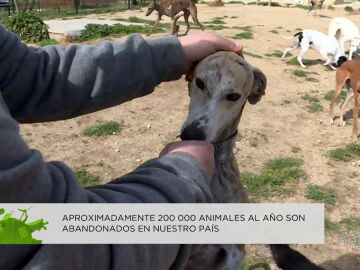 Animal Rescue España defiende que los perros de caza también son animales sintientes