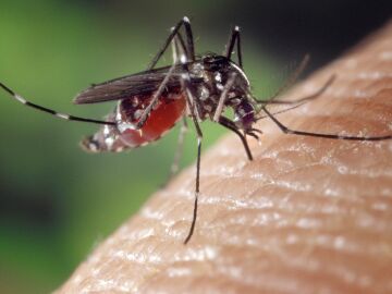 mosquito chupando sangre