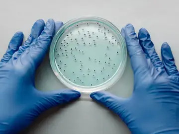 Un nuevo fármaco resulta eficaz contra más de 300 bacterias resistentes a los medicamentos Un nuevo fármaco resulta eficaz contra más de 300 bacterias resistentes a los medicamentos