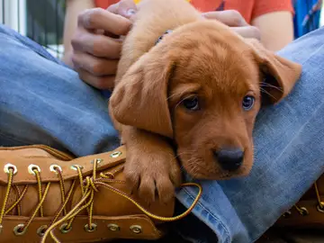 Las terapias asistidas con animales resultan positivas para la prevención del suicidio Las terapias asistidas con animales resultan positivas para la prevención del suicidio