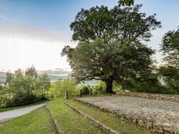 Una encina de Cantabria representará a España en el certamen al mejor árbol europeo   