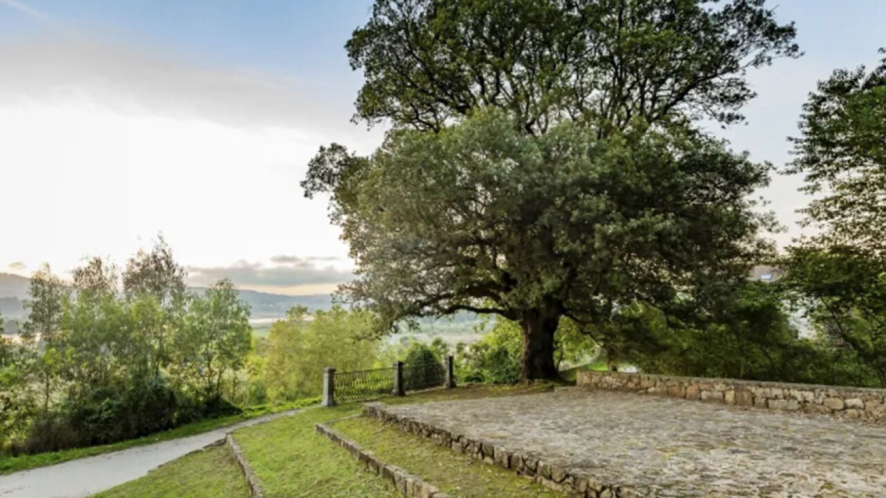 Una encina de Cantabria representará a España en el certamen al mejor árbol  europeo | HAZTE ECO