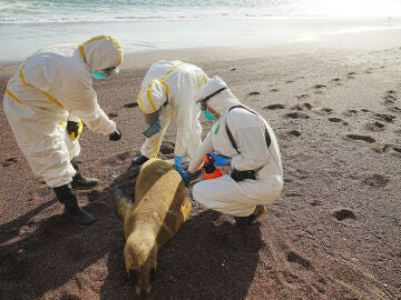 Alarmante brote de gripe aviar en Leones Marinos en Perú: mueren más de 3.500