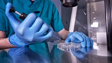 Logran crean estructuras similares a embriones de mono con células madre Logran crean estructuras similares a embriones de mono con células madre