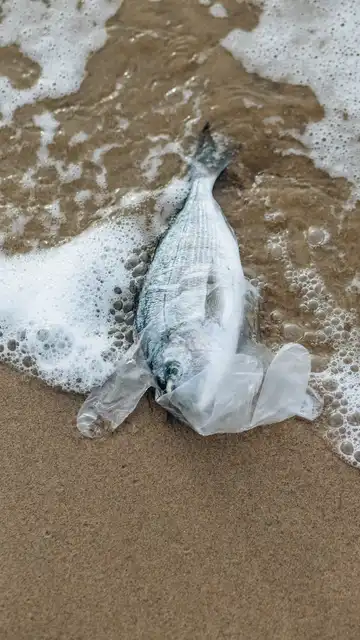 Contaminación marina por plásticos