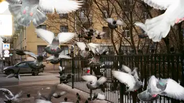 Aves en la ciudad