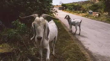 Animales en carretera