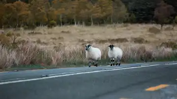 Animales en carretera