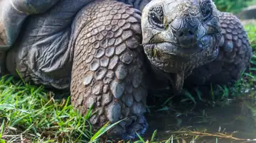 Especies en extinción