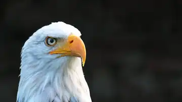 Especies que se conservan