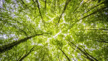 La UE se compromete a respetar los bosques