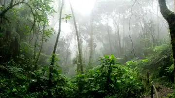 Deforestación del Amazonas