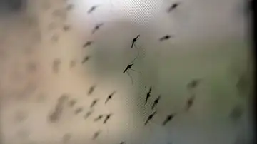 Mosquitos de la especie Anopheles gambiae