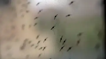 Mosquitos de la especie Anopheles gambiae Mosquitos de la especie Anopheles gambiae
