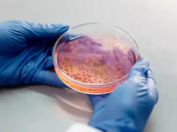 Superbacterias Superbacterias