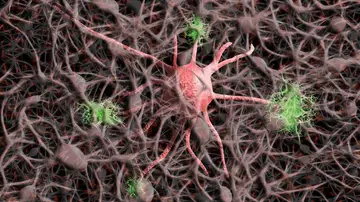 células nerviosas