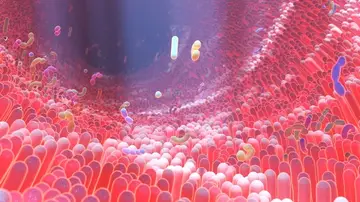 Representación en 3D del microbioma del intestino humano donde residen diversas bacterias. Representación en 3D del microbioma del intestino humano donde residen diversas bacterias.
