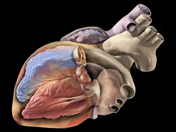 imagen de un corazón imagen de un corazón