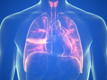 Pulmones