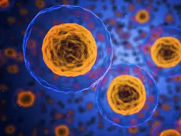 Identifican un nuevo mecanismo celular que podría mejorar la eficacia de la inmunoterapia contra el cáncer Identifican un nuevo mecanismo celular que podría mejorar la eficacia de la inmunoterapia contra el cáncer