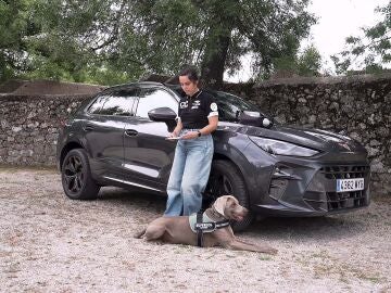 Cómo llevar a tu mascota