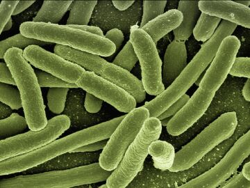  La vacuna del neumococo, un escudo esencial para la salud pública 