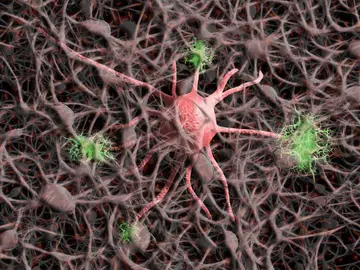 La anatomía de la región cerebral La anatomía de la región cerebral