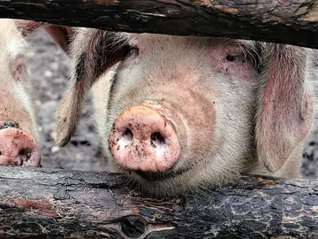 El salto del virus de la gripe porcina a humanos empieza en Cataluña, no hay alarmismo pero si preocupación El salto del virus de la gripe porcina a humanos empieza en Cataluña, no hay alarmismo pero si preocupación