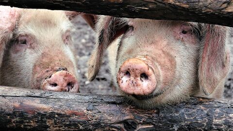El salto del virus de la gripe porcina a humanos empieza en Cataluña, no hay alarmismo pero si preocupación