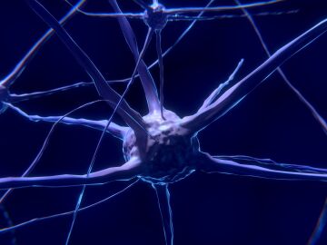 Un avance hist&oacute;rico demuestra que la regeneraci&oacute;n humana podr&iacute;a activarse