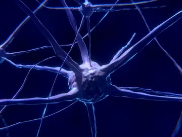 Un avance histórico demuestra que la regeneración humana podría activarse Un avance histórico demuestra que la regeneración humana podría activarse