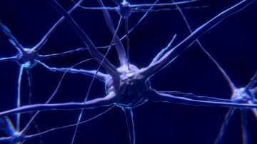 Un avance hist&oacute;rico demuestra que la regeneraci&oacute;n humana podr&iacute;a activarse