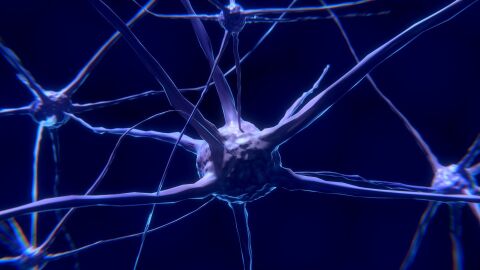 Un avance histórico demuestra que la regeneración humana podría activarse